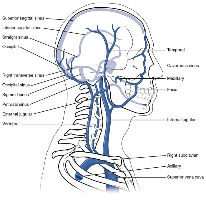 Label the veins of the head and neck.