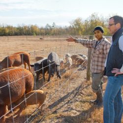 Southern farmers in the backcountry