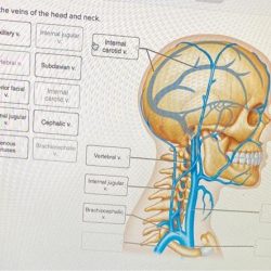 Label the veins of the head and neck.