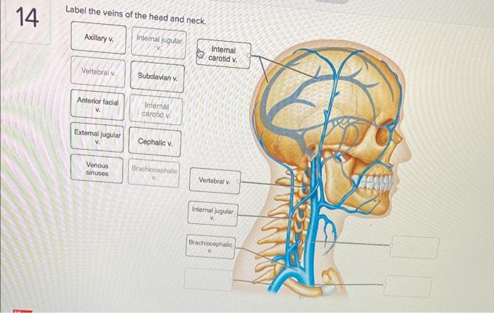 Label the veins of the head and neck.