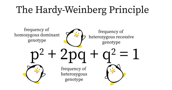 Hardy weinberg equation pogil answer key