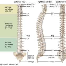 Sheet skeleton axial obvious curvatures spinal