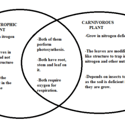 Venn diagram plants and animals