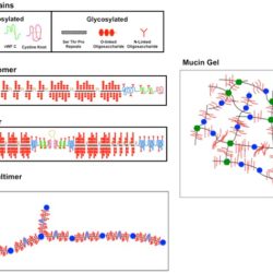 Mucin structure gastric aggregation physiological biomedical