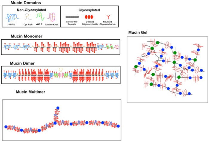 Mucin structure gastric aggregation physiological biomedical