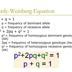 Hardy weinberg equation pogil answer key