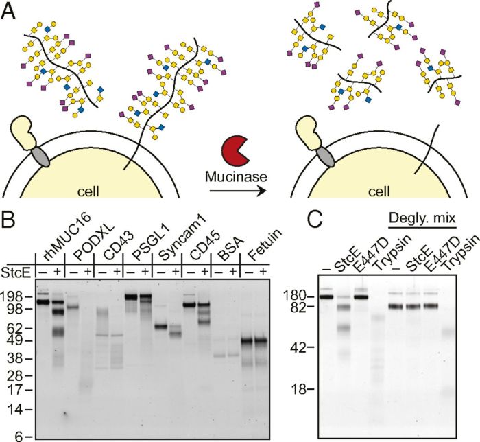 What is secreted by the highlighted cell