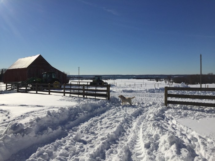 Taney farm long island ny