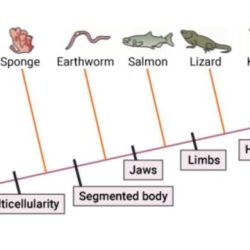 Which is a correct interpretation of this cladogram