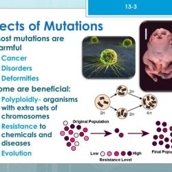 Which of the outcomes could potentially result if a mutation