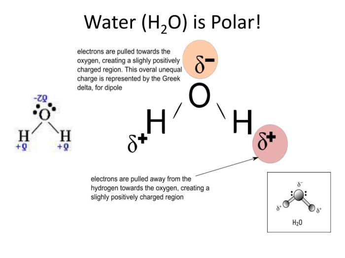 Polar bears and penguins electronegativity and polarity